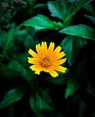 yellow flower