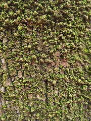 evocative texture image of moss wall