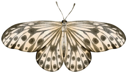Black and White Butterfly watercolor style for Decorative Element