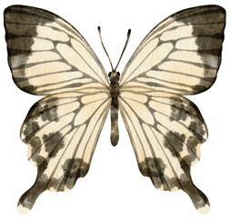 Black and White Butterfly watercolor style for Decorative Element