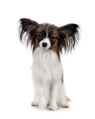 Cute white with brown Epagneul Nain Papillon dog puppy, sitting facing front looking towards camera. Isolated on white background.