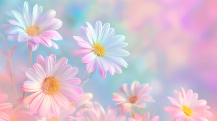 Vibrant daisy flowers, pastel bokeh background.  SPring wallpaper with copy space