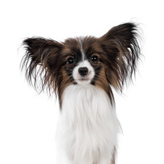 Head shot of cute white with brown Epagneul Nain Papillon dog puppy, sitting facing front looking towards camera. Isolated on white background.