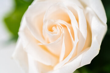 Elegant White Rose Bouquet Adorns a Beautiful Vase