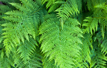 Green fern stems and leaves