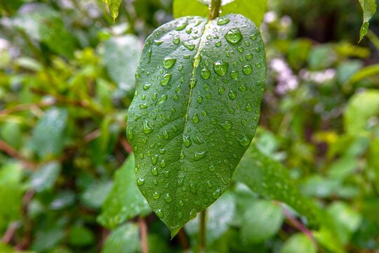 Des feuilles de plantes vertes dans la nature mouillées par la pluie