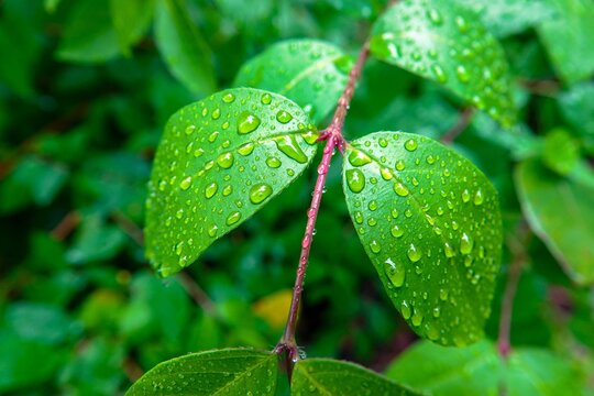 Des feuilles de plantes vertes dans la nature mouillées par la pluie, avec effet de lumière chaude