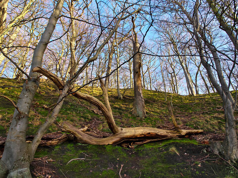 K&uuml;stenwald bei Binz.
