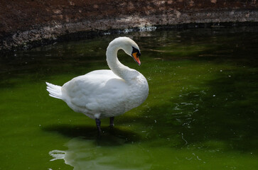 Obraz premium white swan on the lake, swan family, zoo in Africa