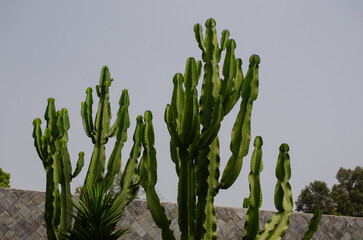 cactus plants in the desert, tall cacti in nature