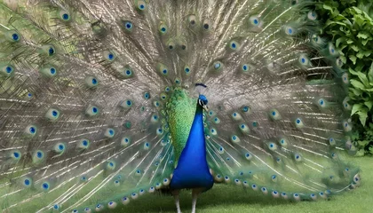 Fotobehang A Peacock Displaying Its Vibrant Tail Feathers © Fiza