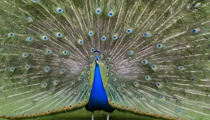 Fotobehang A Peacock With Its Feathers Fanned Out In A Courts © Fiza