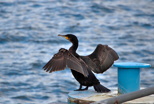 Kormoran auf einem Poller