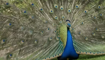 Fotobehang A Peacock With Its Tail Feathers Spread Wide © Fiza