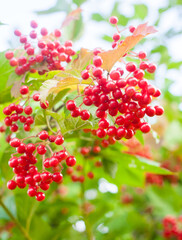 Berries of the guelder rose