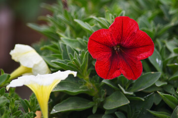 red petunias in the garden, Petunia, Close up of Petunia in the garden, Petunia flower and blurred background, beautiful flower photograph, spring flower Closeup.