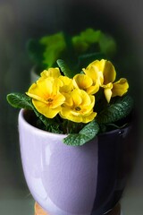 
 Save
Download Preview
Beautiful spring flowers in vase on home interior background