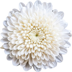 Portrait macro white Chrysanthemum on the white background AI Generative