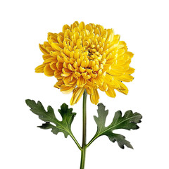 Portrait close up yellow Chrysanthemum isolated on white background AI Generative