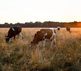 Cows grazing grass in a field.