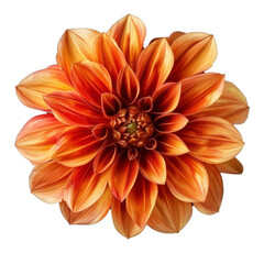 Portrait close up orange Dahlia Flower on white background AI Generative