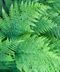 Green fern stems and leaves