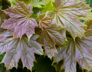 Maple leaves in spring.
