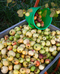 Hand cart and plastic bucket with apples.
