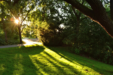 Obraz premium Park mit Baum, Wiese und Weg im Gegenlicht