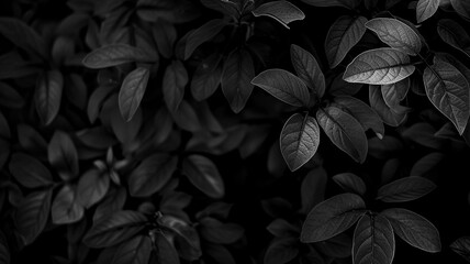 A background featuring black and dark leaves, creating a mysterious and elegant atmosphere. - obrazy, fototapety, plakaty