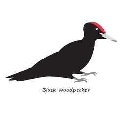 Black woodpecker isolated on white background. Vector illustration