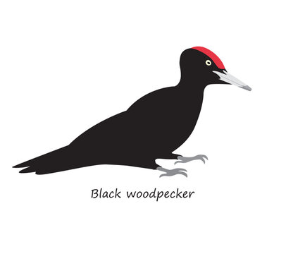 Black woodpecker isolated on white background. Vector illustration