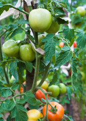 Growing the tomatoes.