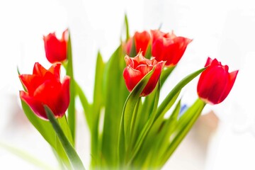 Spring flowers, tulips - Colorful fresh spring tulips flowers in vase.