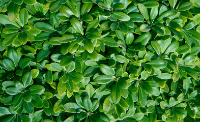 Tropical green leaves background, small green leaves texture  - 757152061