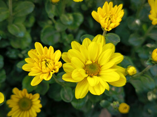 colorful blooming chrysanthemums in the garden