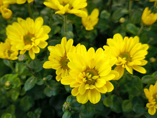colorful blooming chrysanthemums in the garden