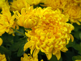 Naklejka na ściany i meble colorful blooming chrysanthemums in the garden