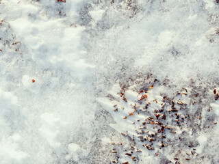 The frozen winter tundra in the Arctic. Moss, lichen and small plants among snow and ice in...