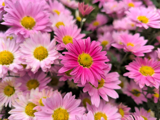 Obraz premium colorful blooming chrysanthemums in the garden