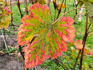grapevine leaves caught by chlorosis disease 