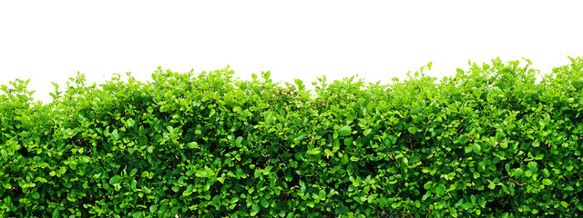A hedge of plants. Beautiful green hedge of shrubs. Hedge and white fence. Hedge on white...