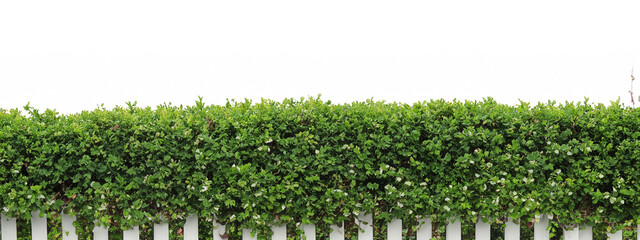 A hedge of plants. Beautiful green hedge of shrubs. Hedge and white fence. Hedge on white...