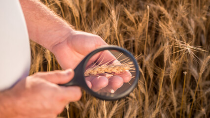 An agronomist studies wheat spikes through a magnifying glass. Top view