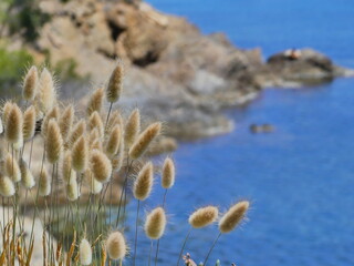 Plantes de couleur beige sur des falaises en bord de mer