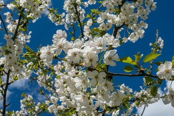 cherry tree blossom