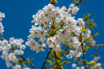white cherry blossom