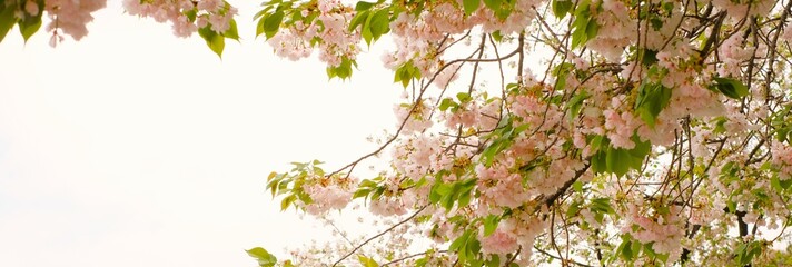 double cherry blossoms in full blooming	
