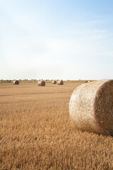 Fototapeta premium Straw rolls on the field.