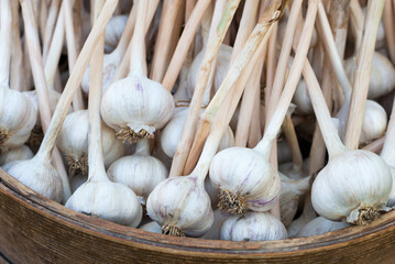 Garlic in the round wooden box